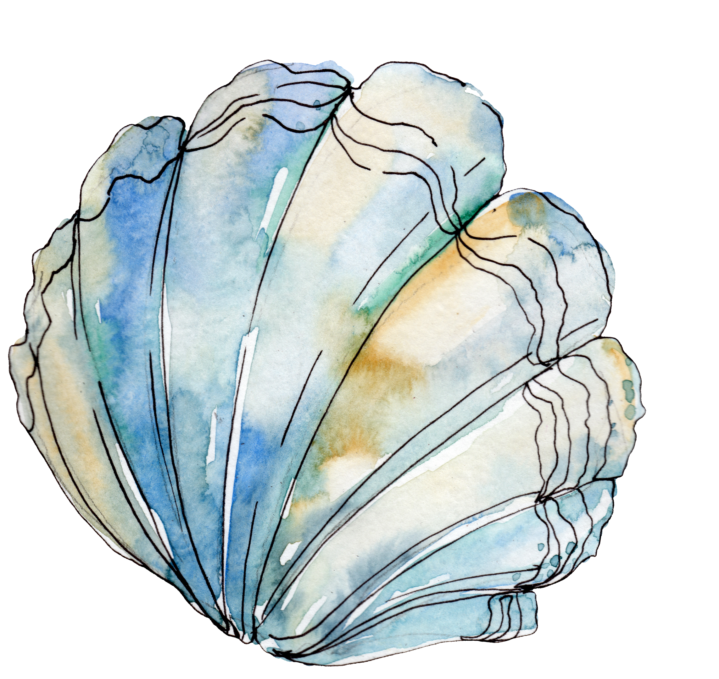 blueclam